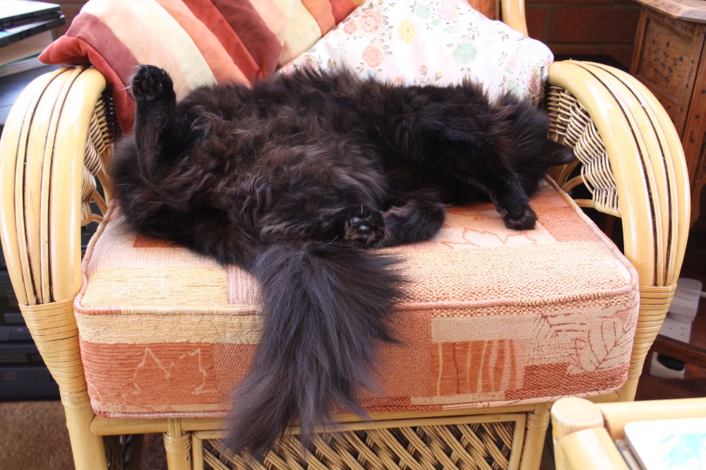 The World's Most Relaxed Cat?