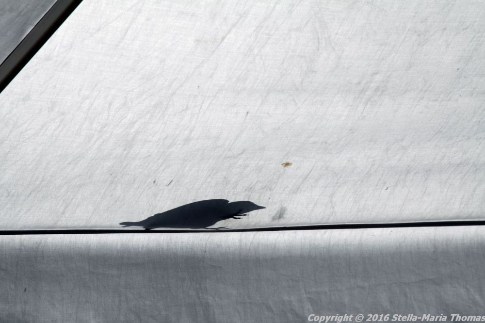 WILHELM'S, PORVOO, HOODED CROW 008