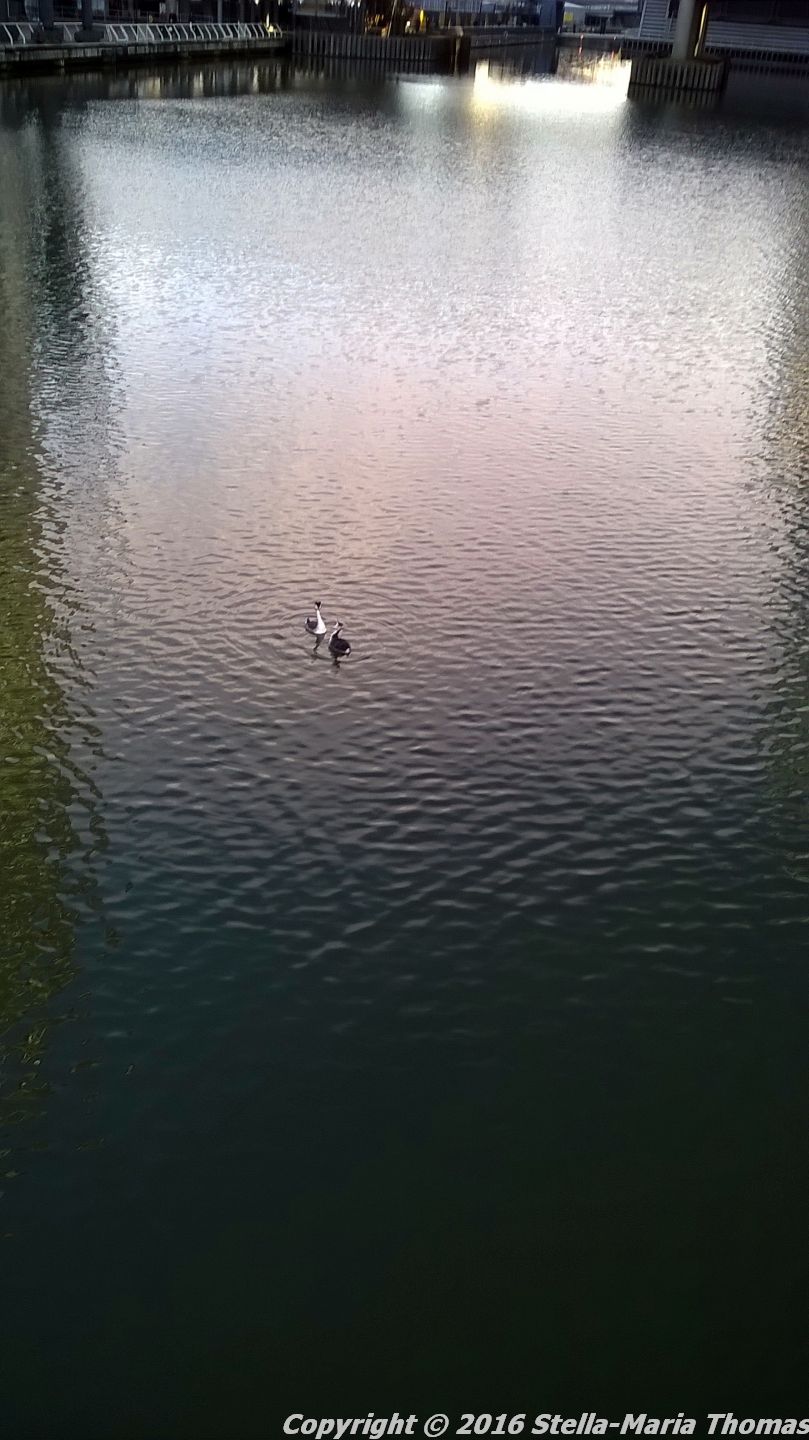 canary-wharf-grebes-001
