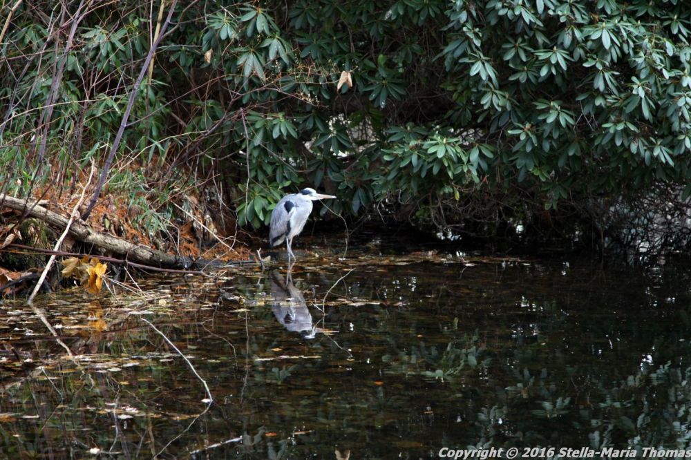 tiergarten-berlin-020
