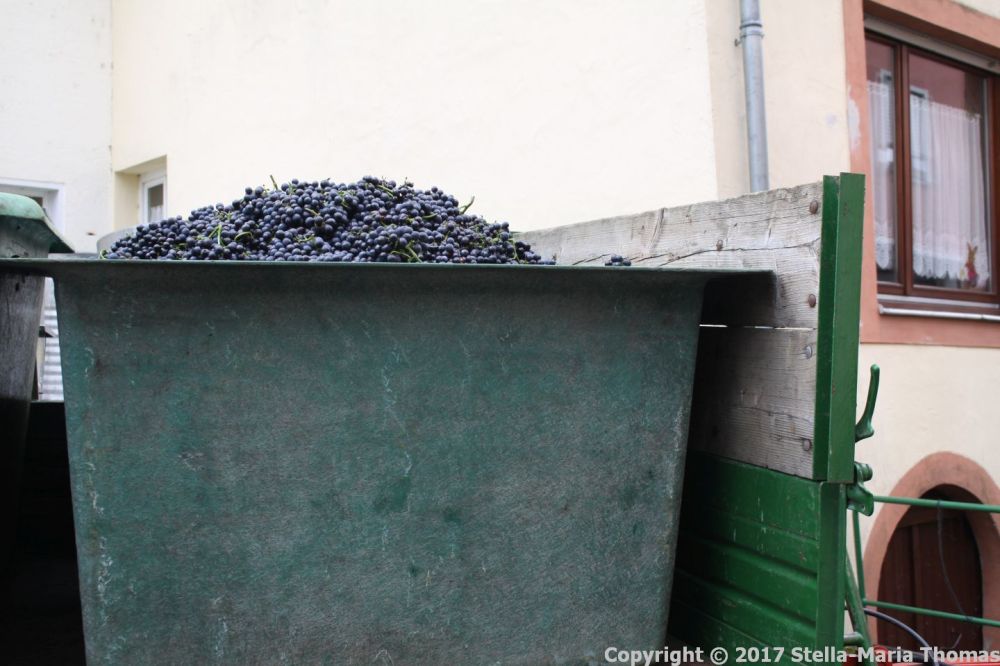 ZELTINGEN-RACHTIG 013