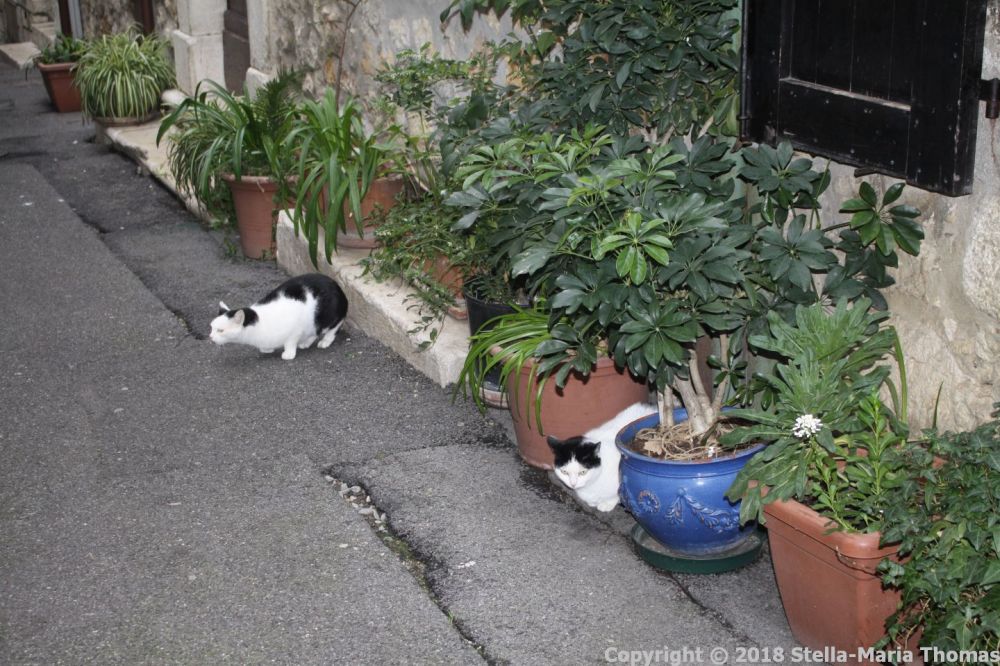 VENCE, FEBRUARY 2018 041