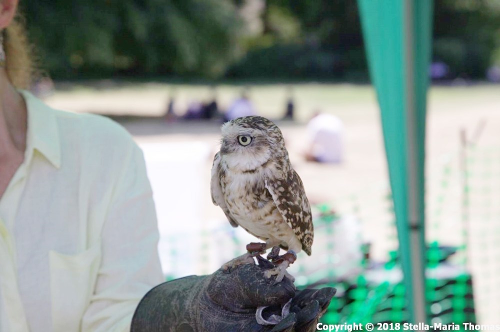 YORK, BIRDS OF PREY DISPLAY, BURROWING OWL 003