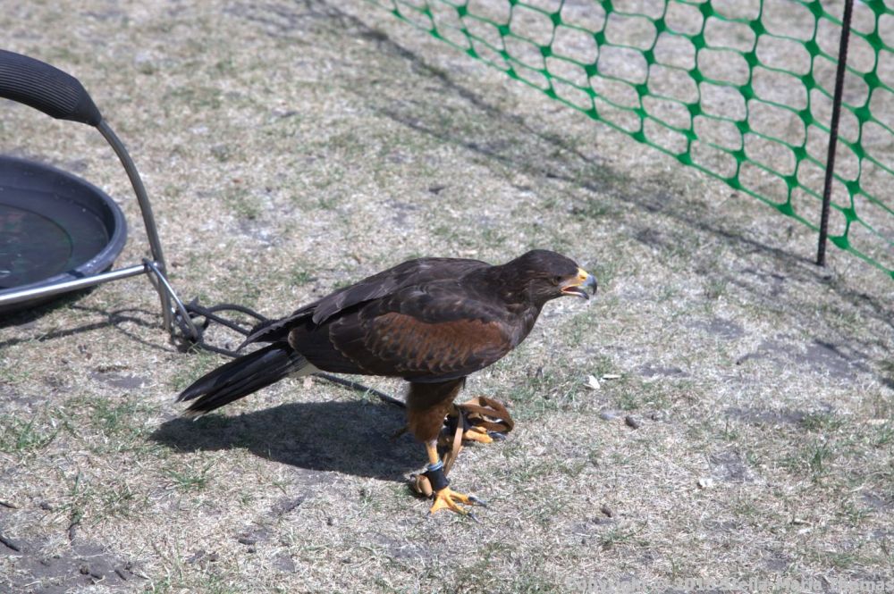 YORK, BIRDS OF PREY DISPLAY, HARRIS HAWK 017