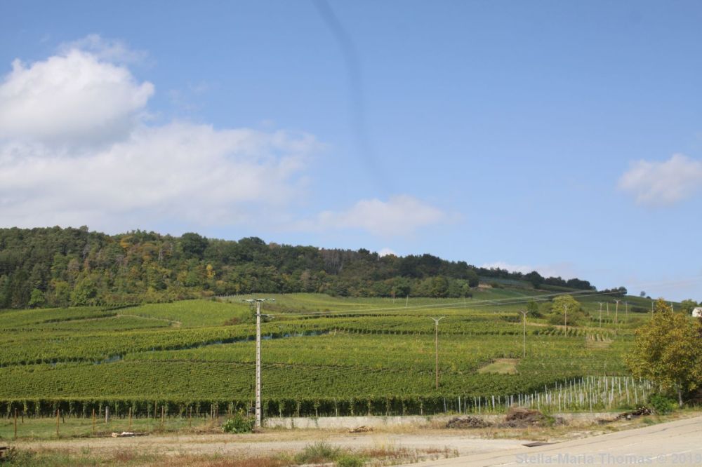 ALSACE WINE TOUR, SYLVIE SPIELMANN 001