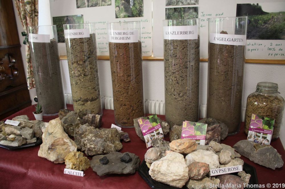 ALSACE WINE TOUR, SYLVIE SPIELMANN 006