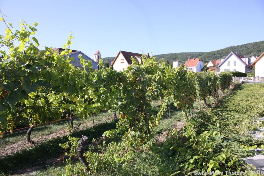 THOMAS CATTIN VINYARD 002