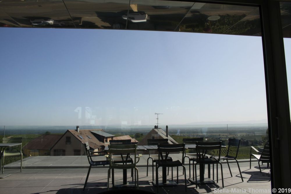 THOMAS CATTIN VINYARD 016