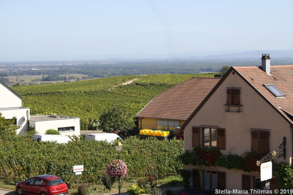 THOMAS CATTIN VINYARD 020