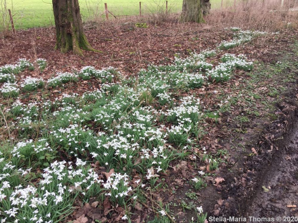 HULCOTE SNOWDROPS 006